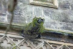 Gargoyle, Rothley church © Leicestershire County Council Gargoyle, Rothley church © Leicestershire County Council
